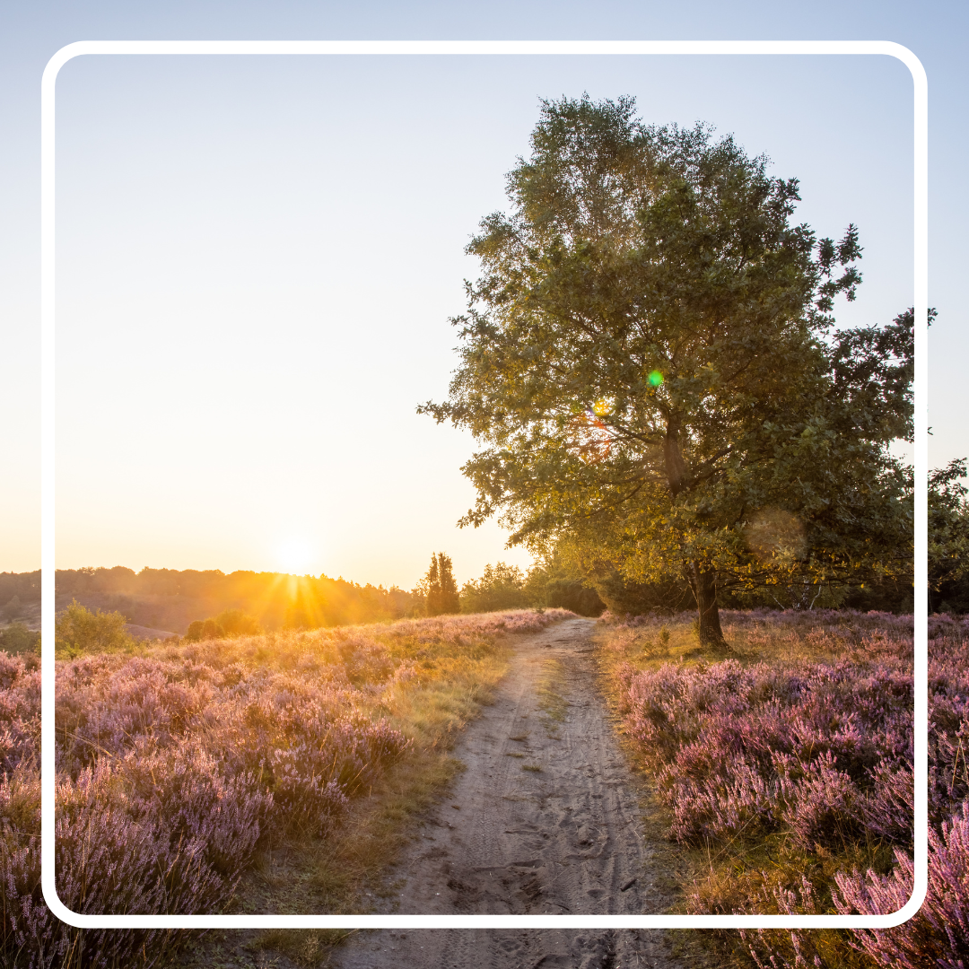 Aanwezigheid Scoutinggroep op een "Heidedag"