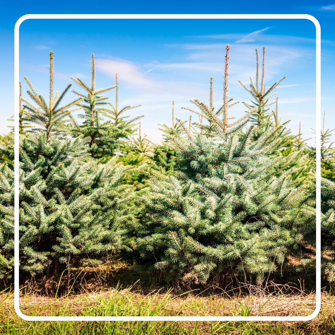 Kerstbomen ophalen
